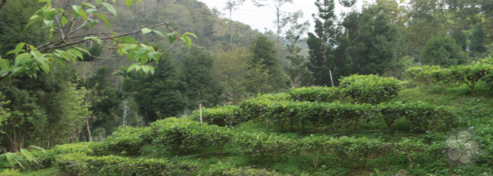 A Taiwanese tea farm flourishes in rich volcanic soil.