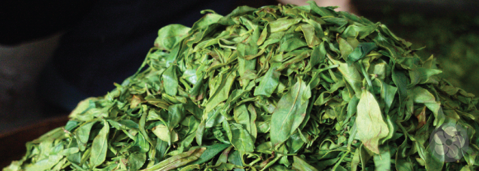 maocha, or unfinished leaves, are heaped to accelerate fermentation