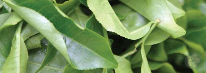 Tea leaves of the Assam variety, grown in Taiwan