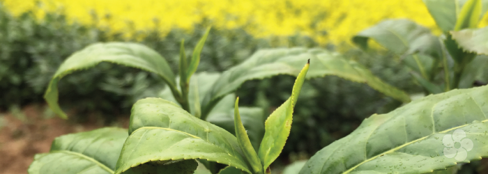 Cover crops like camphor and chrysanthemum help to naturally repel pests.