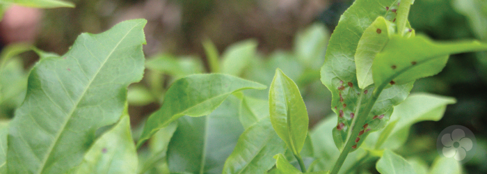 bug bitten leaves have natural sweetness when crafted properly.