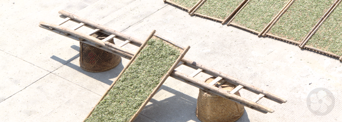 white tea leaves set out to dry in the sun