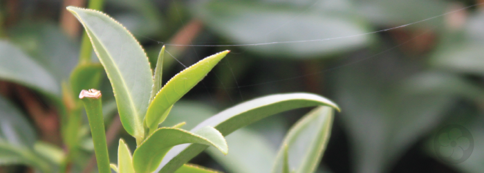 young spring buds make up the most flavorful and expensive green and white teas.