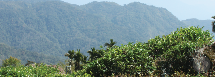 black tea bushes in the mountains of Nantou County, Taiwan