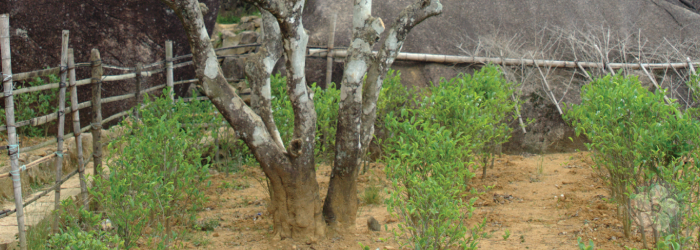 Young tea plants surround the trunk of their mother tree, from which they were cloned.