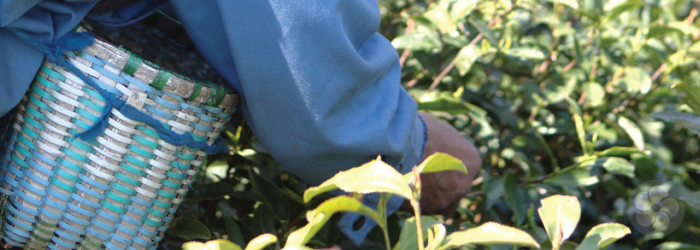 Tea harvesters are highly skilled workers