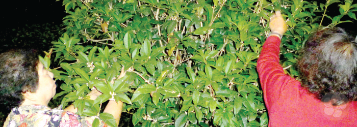Indigenous tea plants grow into small trees without human intervention
