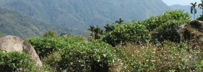 Unpruned tea bushes cultivated without herbicides are often called wild tea trees.