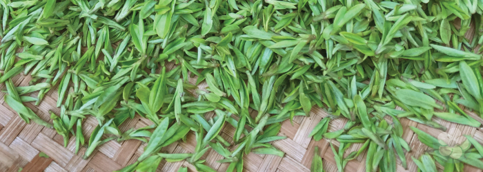 spring harvest green teas are prized all around the world.
