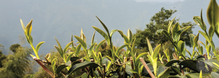 Delicate young tea leaves are the most prized, but must be handled carefully during harvesting