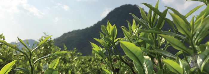 Tea starts out as a leafy green vegetable, plucked from shrubs and preserved until we cook it with hot water.