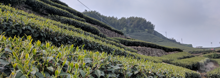 high elevation farms, and farms that use natural growing methods, are able to maintain quality even in the face of climate change.