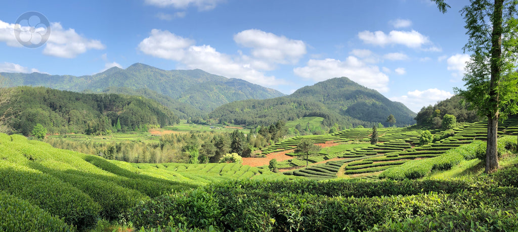 Wuyi Tea Garden