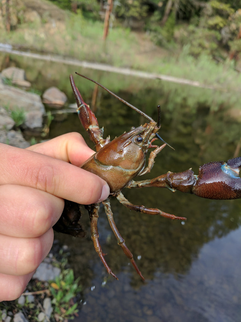 idaho crawfish lobster crawdad freshwater sage hen reservoir 