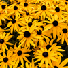 Black Eyed Susan Flowers