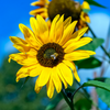 Common Sunflowers