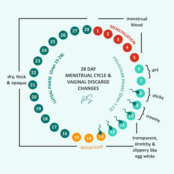 VAGINAL DISCHARGE AND THE MENSTRUAL CYCLE