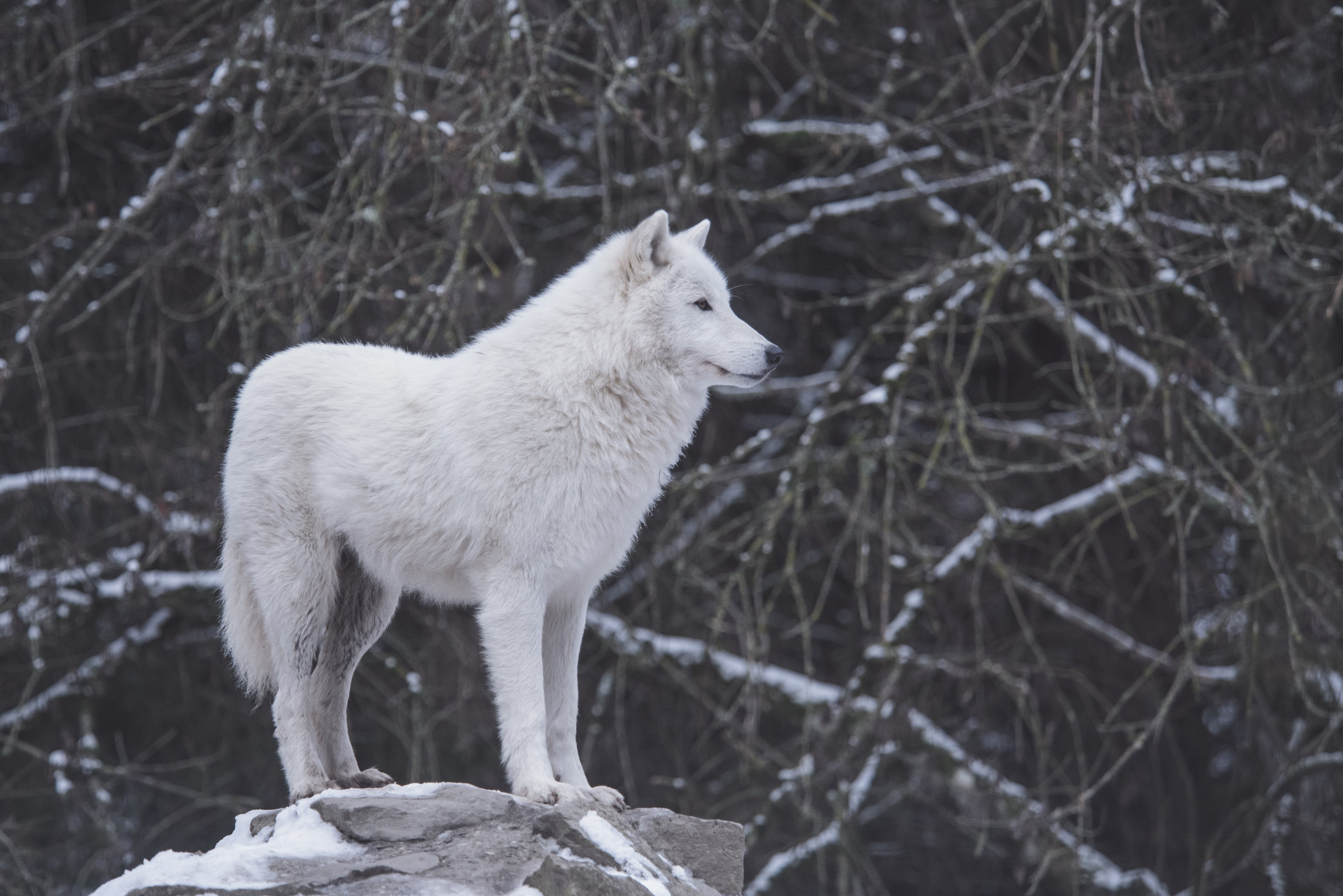 A Look into Arctic Wolves - Wolvestuff