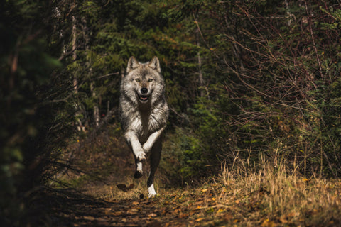 A wolf running towards the camera through a wood on a trail.