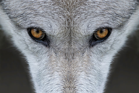 A grey wolf's natural eye color is amber 