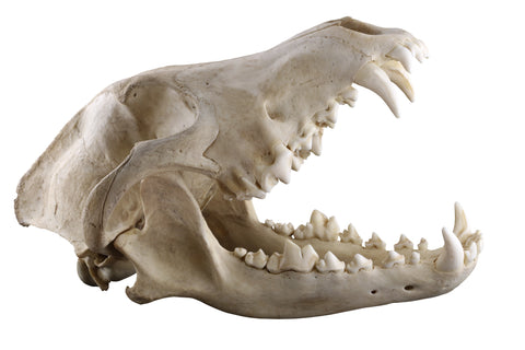 Skull of grey wolf isolated on a white background. Opened mouth.