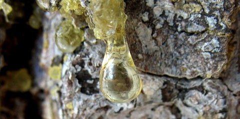 Frankincense Resin Dripping