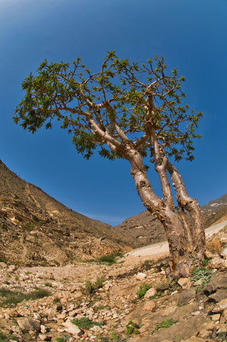 Frankincense tree