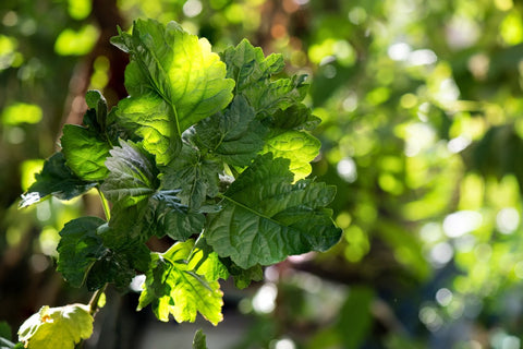 Patchouli plants