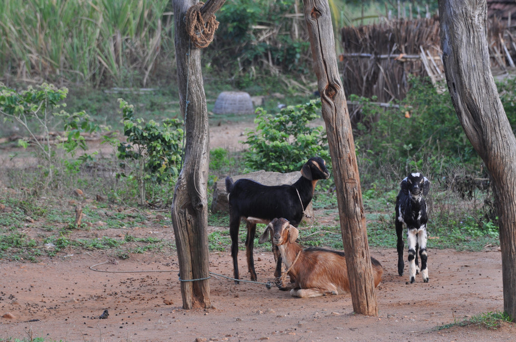 Dorfleben in Sittilingi, Indien