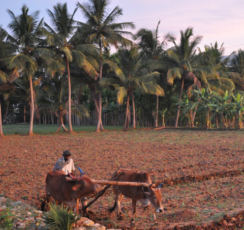 Landbau in Indien