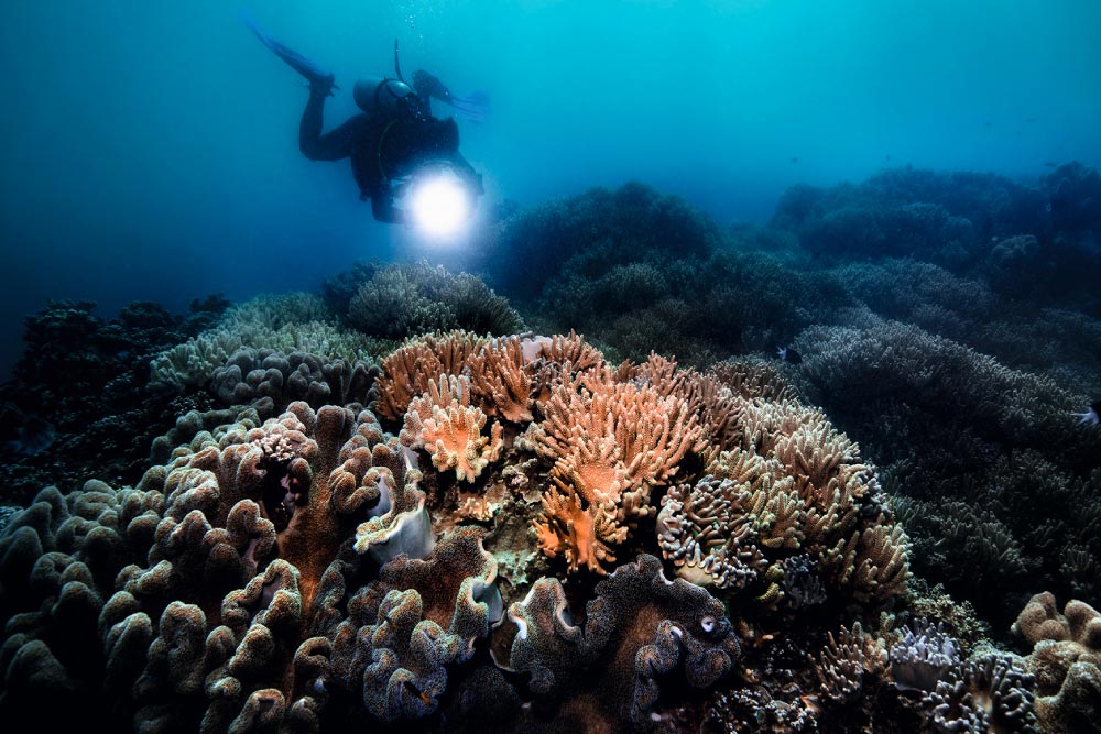 Blanqueamiento Barrera Coral - 4 lugares destinados a desaparecer por el cambio climático 