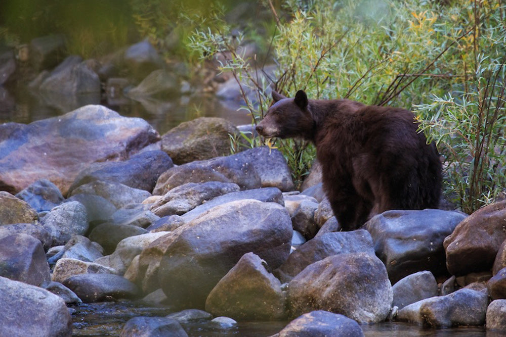 <tc>the indian face</tc> 10 coisas de Yosemite