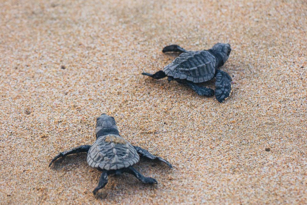 Puerto Escondido: Paraíso surfero, Tortugas