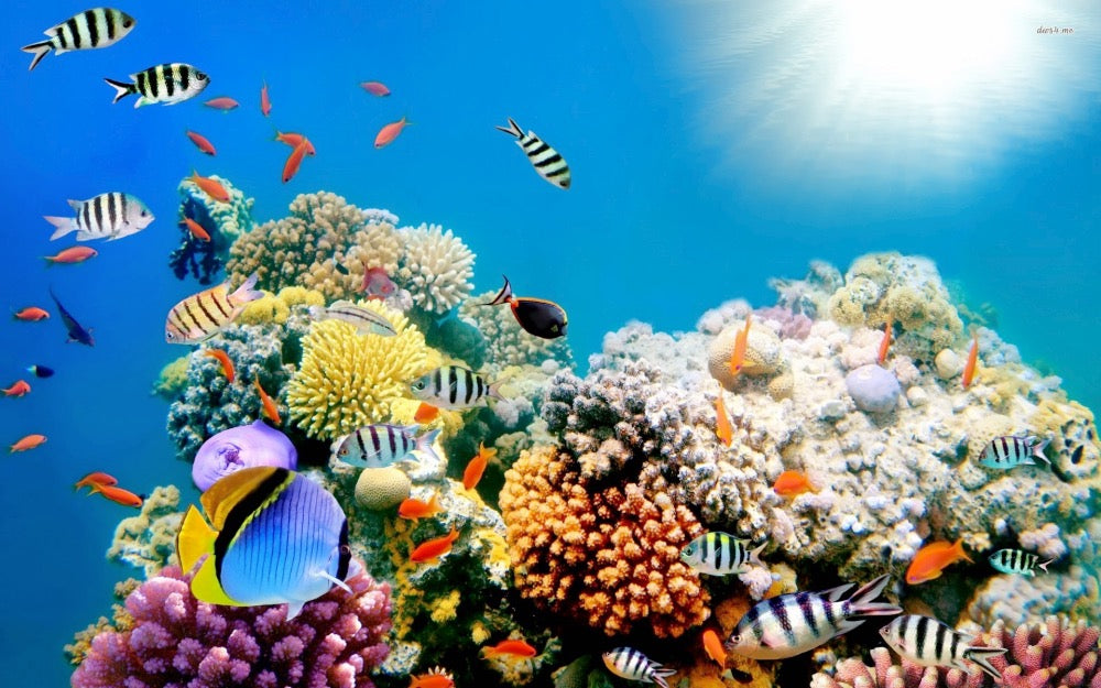 ¿Conocías anteriormente la fauna marina que se encuentra en la Gran Barrera de Coral? Desde The Indian Face queremos invitarte a leer por qué se encuentra en peligro y qué podemos hacer para proteger estos espacios naturales tan importantes y que por culpa del ser humano están siendo dañados. ¡Protejamos estos tesoros de la naturaleza!
