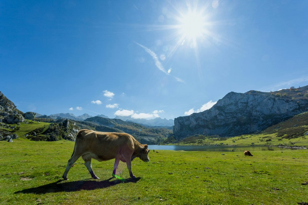 Lagos de Covadonga