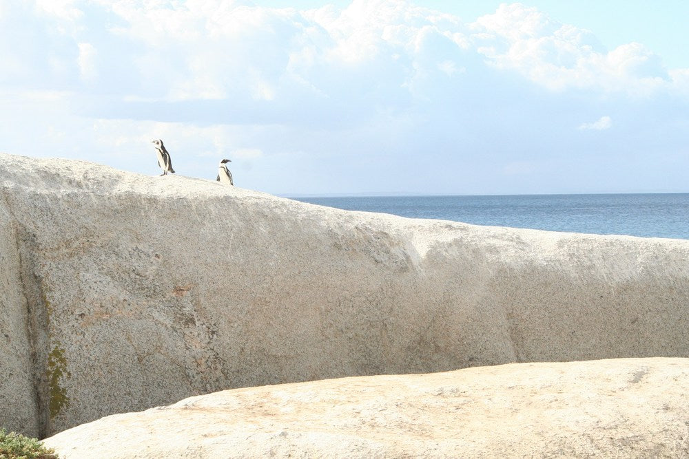 Fauna en Ciudad del Cabo