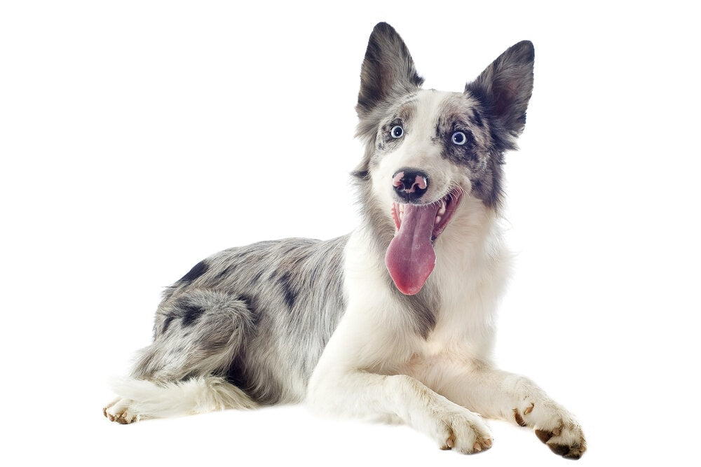 border collie blue merle