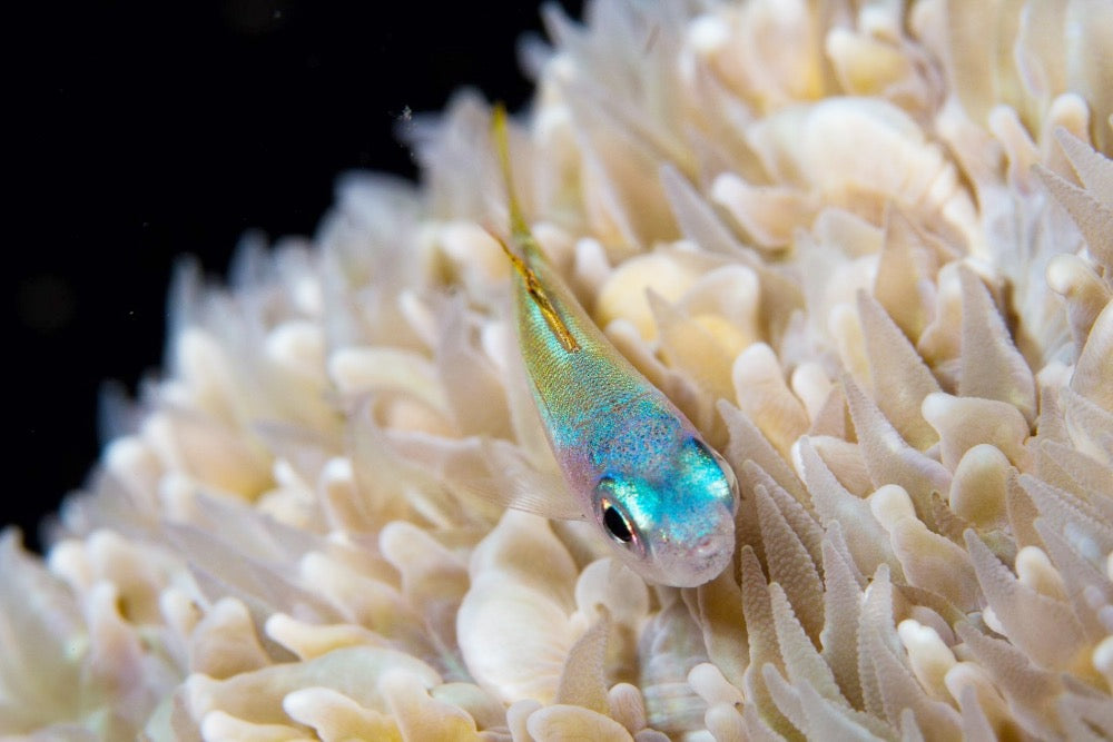 gran barrera de coral fauna marina