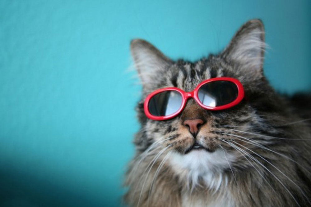 Gato con gafas rojas y lentes de gato negras