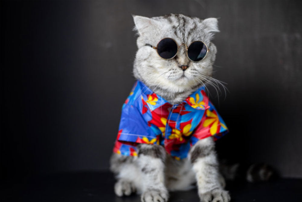 Gato con gafas de sol y camisa