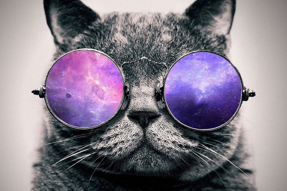 celebracion Escribe un reporte Motivar Gatos con Gafas – THE INDIAN FACE