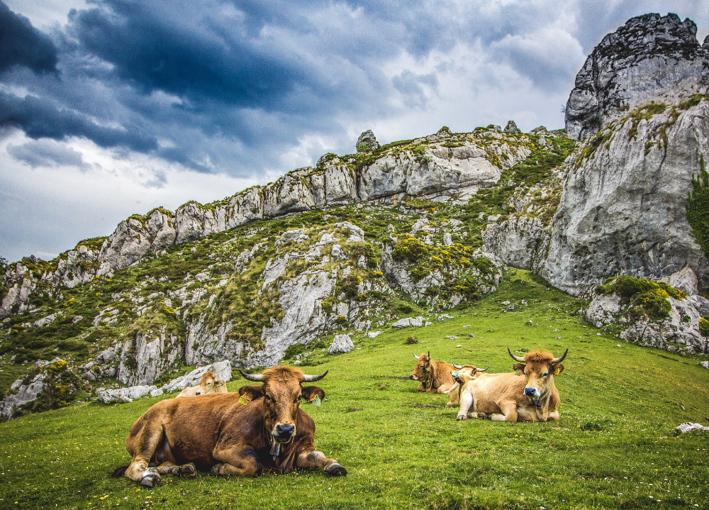 Fauna en los Picos de Europa