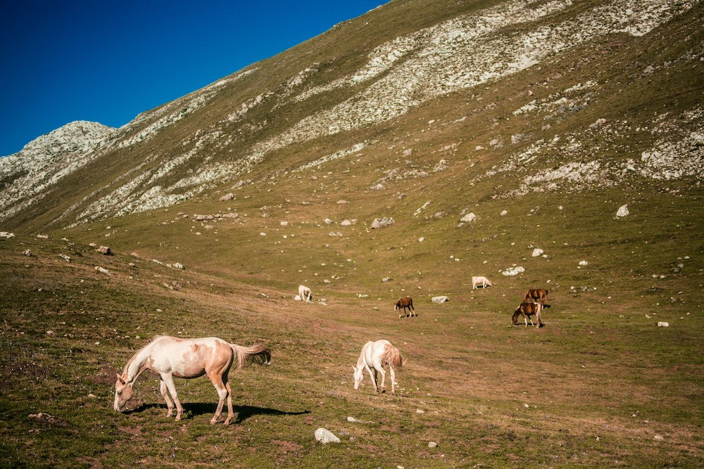 Fauna Picos de Europa