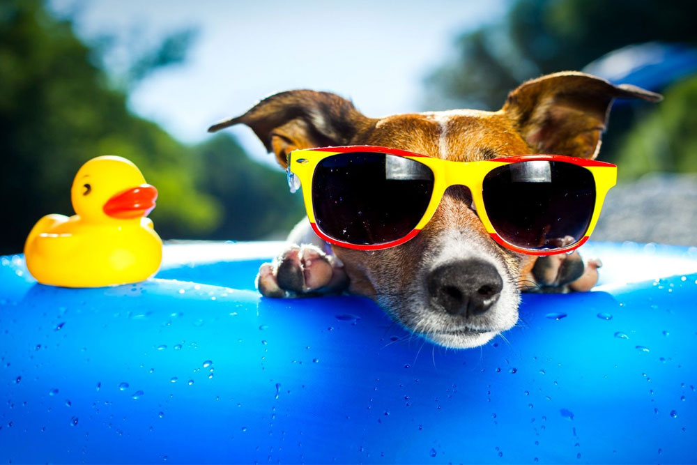 Perro playero con gafas de sol y patito amarillo