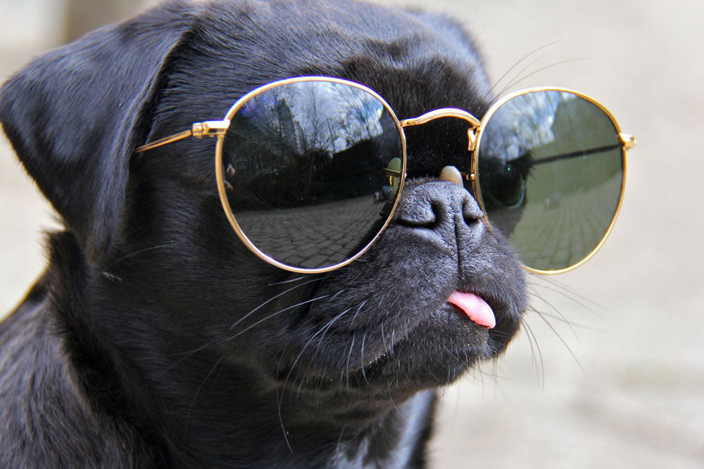 Perro negro con gafas de sol de aviador