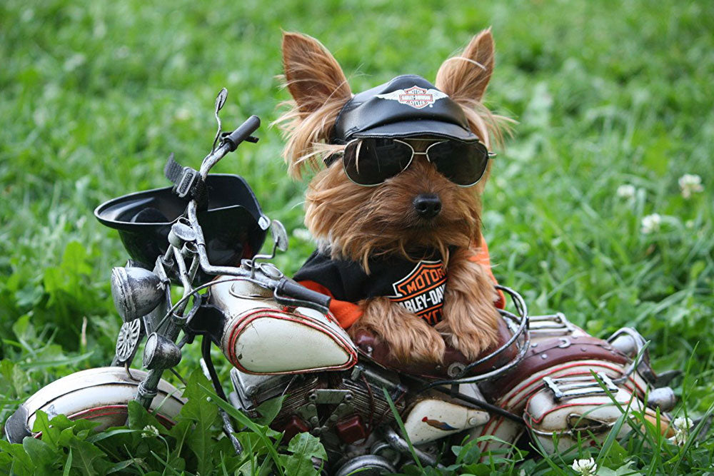 Perro con moto harley davidson