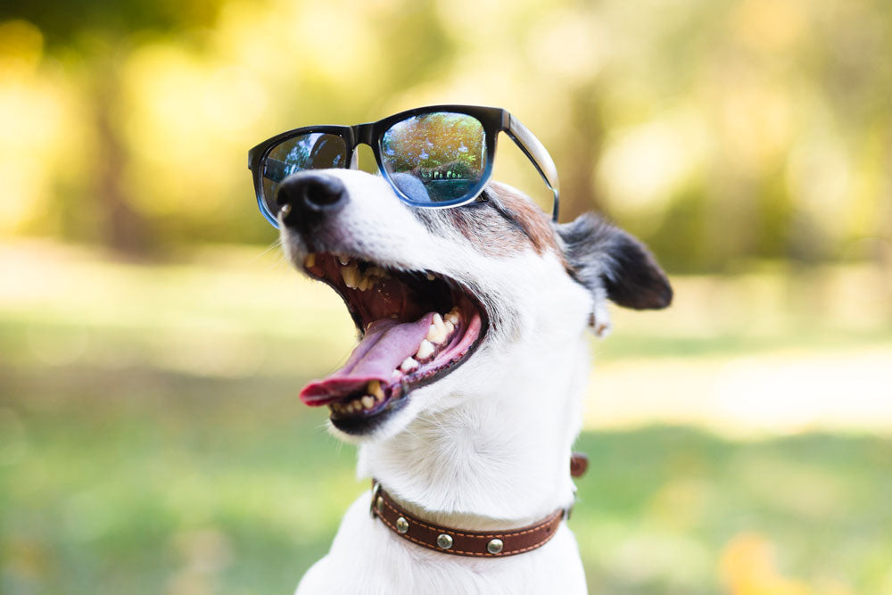 Perros con gafas de sol