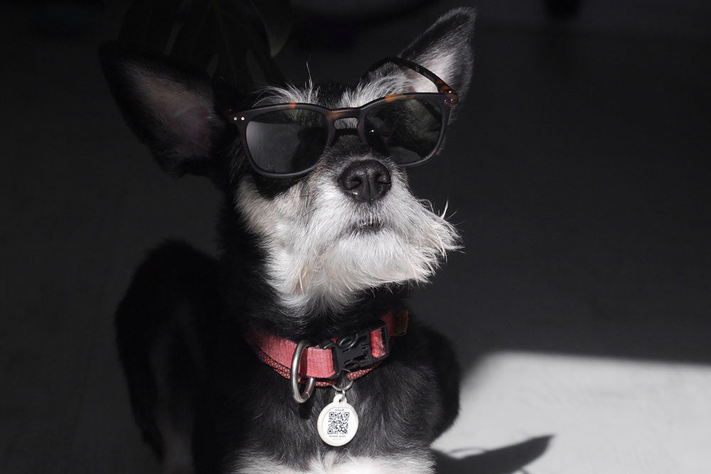 Perro con gafas de sol negras