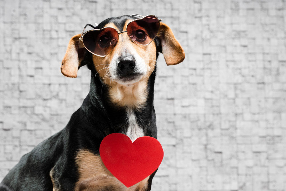 Perro con gafas de sol y un corazón rojo