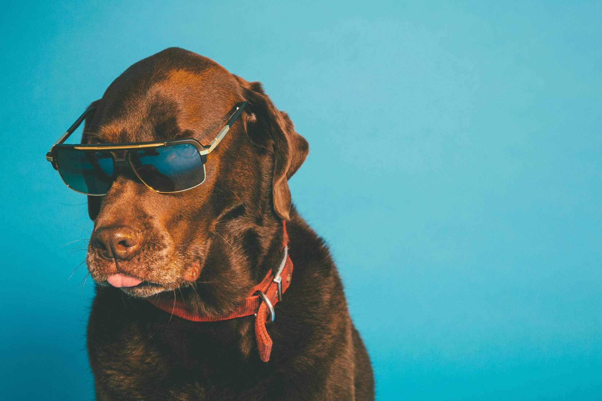 Perro con gafas de sol